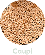 caupi